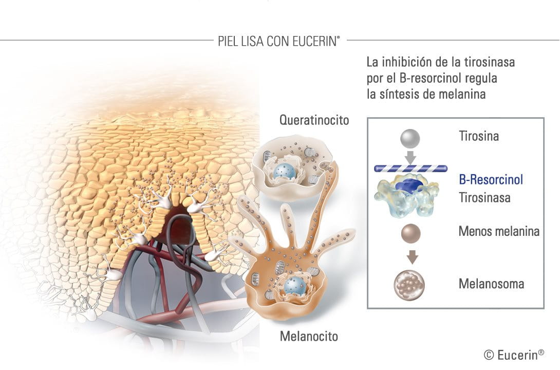 Ilustración de la inhibición de la tirosinasa por el B-resorcinol